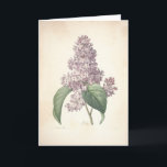 Agradecimento Lilac pelo Cartão de condolências botânico de<br><div class="desc">" Pierre-Joseph Redouté (10 de julho de 1759 em Santo-Hubert, em Bélgica - 19 de junho de 1840 em Paris), era um pintor e um botânico belgas, conhecidos para seus watercolours dos rosas, dos lírios e das outras flores em Malmaison. Foi alcunhado "Raphael das flores". Era um artista oficial da...</div>