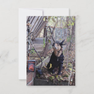 Agradecimento Livro de figurinos de bruxa Cartão de foto de cach