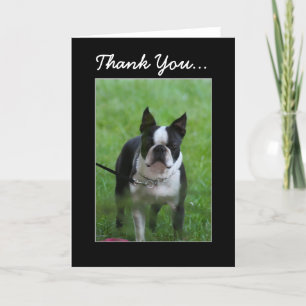 Agradecimento Obrigado Boston Terrier - Cartão de saudação