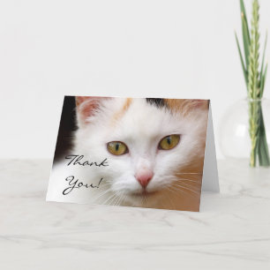 Agradecimento Obrigado Cartão de Saudação de Gato Branco