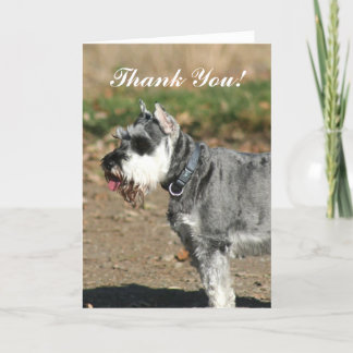 Agradecimento Obrigado, Schnauzer - cartão de saudação de cão