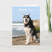 Obrigado Siberian Husky no Cartão de Saudação de P
