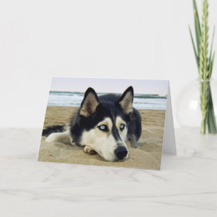 Agradecimento Obrigado Siberian Husky no Cartão de Saudação de P