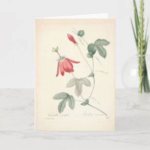 Agradecimento Passiflora por Redoute Cartão de condolências Botâ