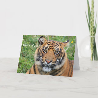 Agradecimento Tiger - Obrigado Cartão de Saudação