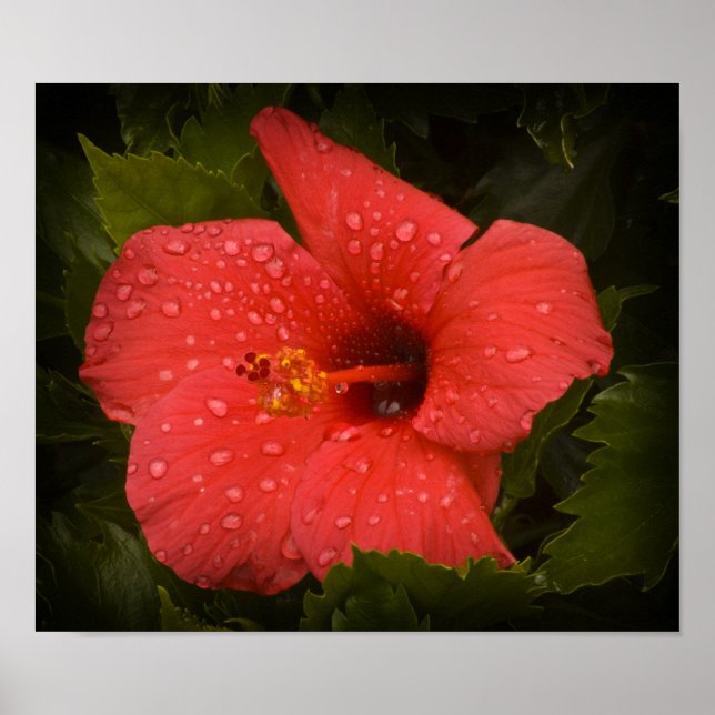 Água cai no Poster de Hibiscus (Frente)