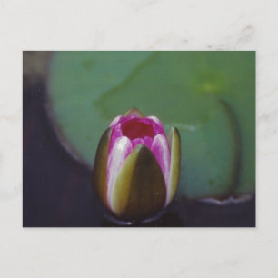 Água Lily - cartão postal