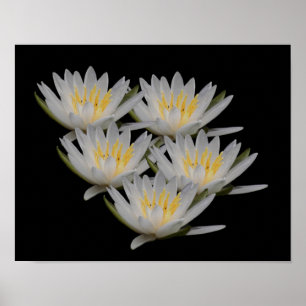 Água Lily Lotus Flor Poster