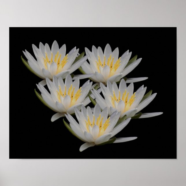 Água Lily Lotus Flor Poster (Frente)