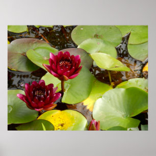 Água Lily Poster