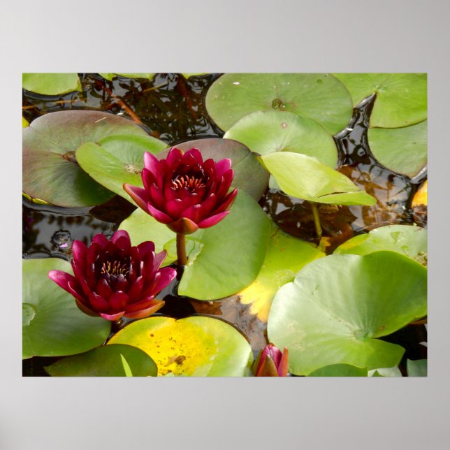 Água Lily Poster (Frente)