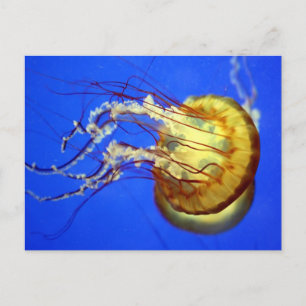 Água-viva Nado em Cartão Postal Azul