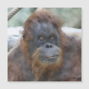 Aguarela Orang