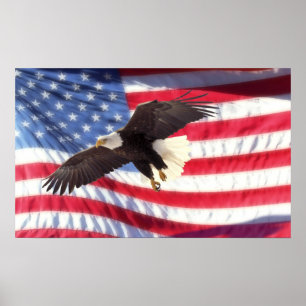 Águia Americana e Poster de Bandeira