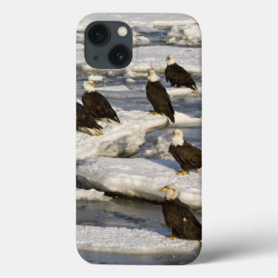 Águia Americana, Haliaeetus leucocephalus, Homer,