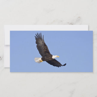 Águia Bald Americano