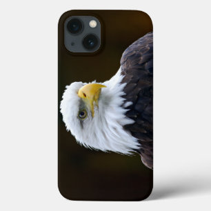 Águia Bald Americano