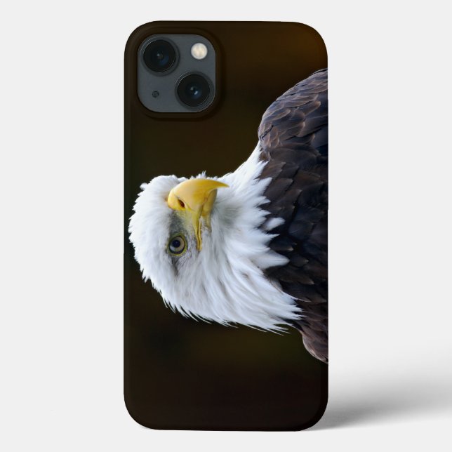 Águia Bald Americano (Verso)