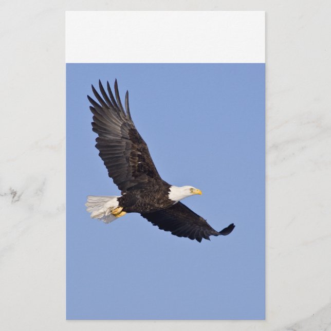 Águia Bald Americano (Frente)