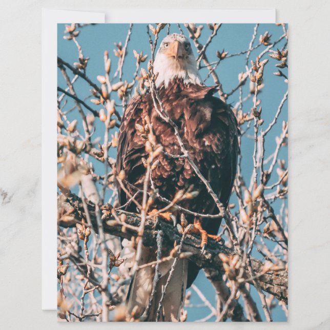 Águia Bald Americano (Frente)