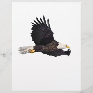 águia-baleeira americana
