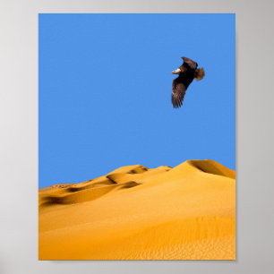 Águia poster Bald