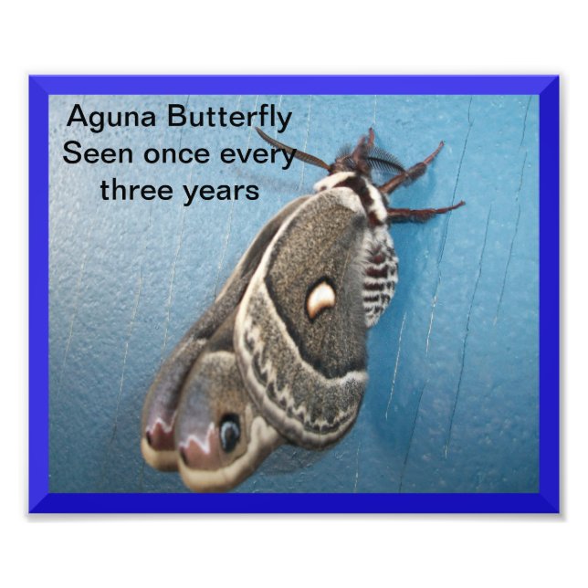 Aguna Butterfly Foto Alargamento (Frente)