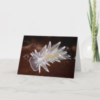 Alabaster Nudibranch - Cartões