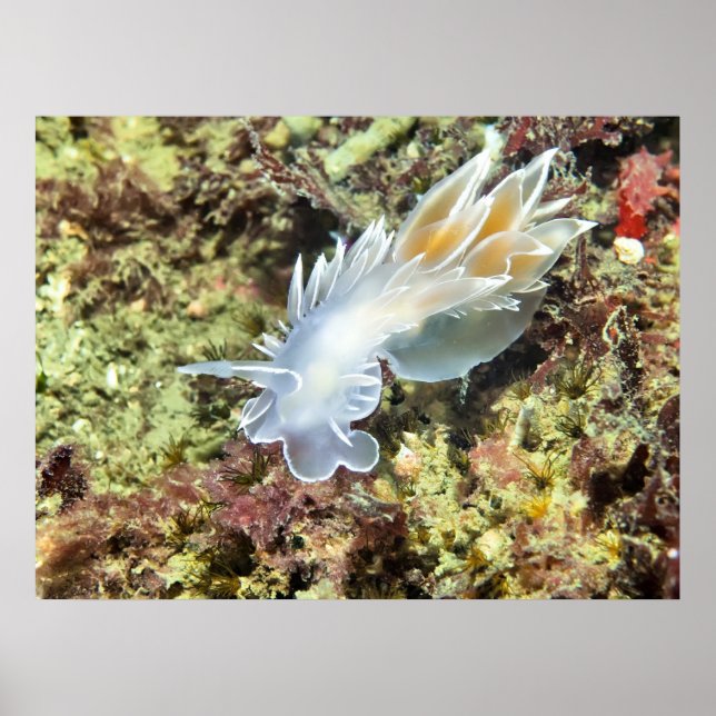 Alabaster Nudibranch - Impressão de arte (Frente)