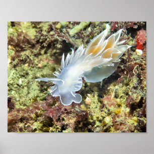 Alabaster Nudibranch - Impressão de arte