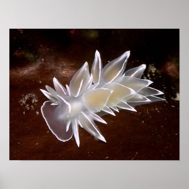 Alabaster Nudibranch - Impressões de arte (Frente)