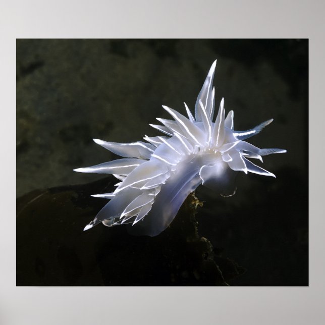 Alabaster Nudibranch Poster (Frente)