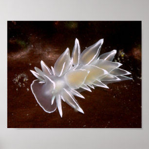 Alabastro Nudibranch - impressões das belas artes