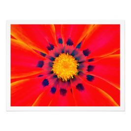 Alargamento de Fotografias