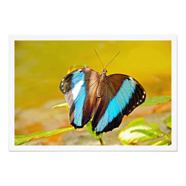 Alargamento de Fotografias (Frente)