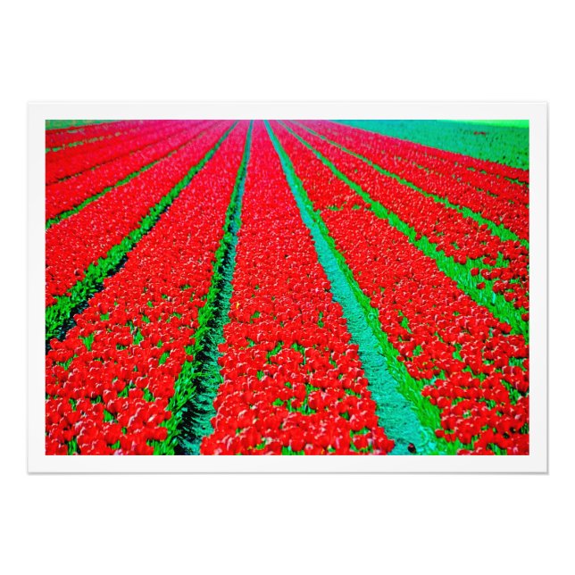 Alargamento de Fotografias (Frente)