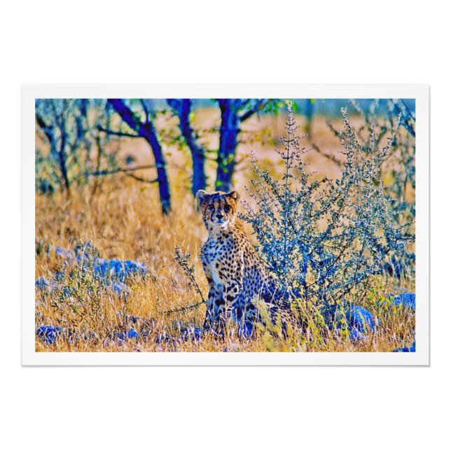 Alargamento de Fotografias (Frente)