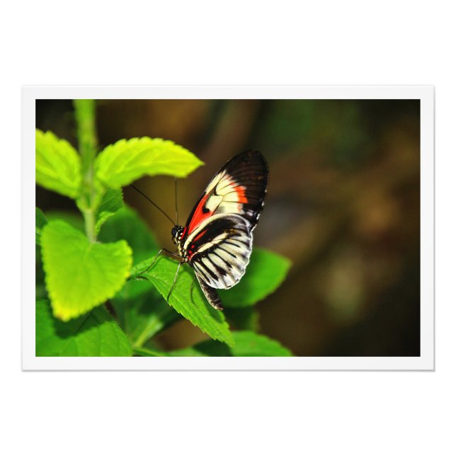 Alargamento de Fotografias (Frente)