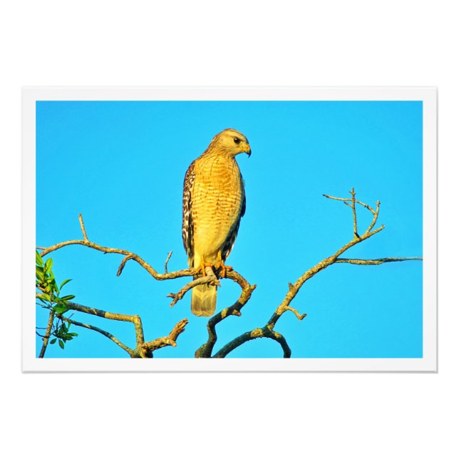 Alargamento de Fotografias (Frente)