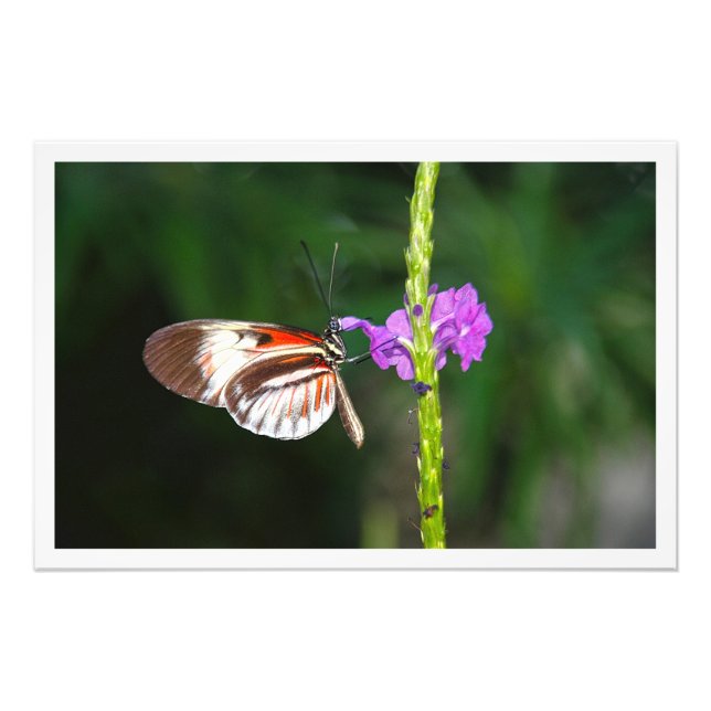 Alargamento de Fotografias (Frente)