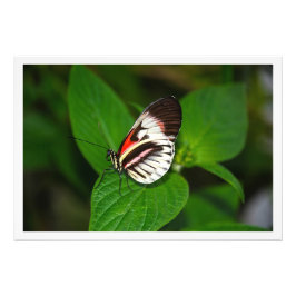 Alargamento de Fotografias