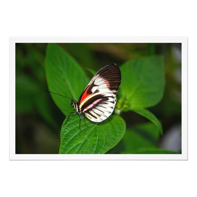 Alargamento de Fotografias (Frente)