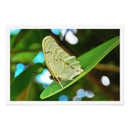 Alargamento de Fotografias