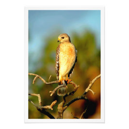 Alargamento de Fotografias