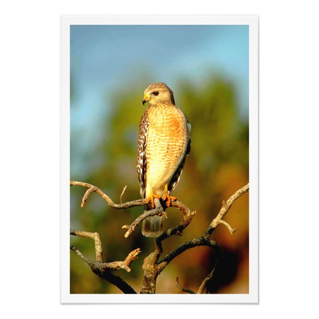 Alargamento de Fotografias (Frente)