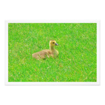 Alargamento de Fotografias