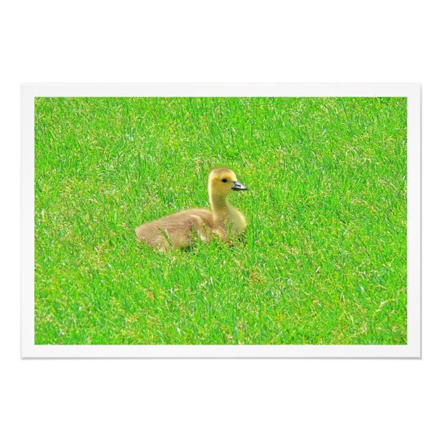 Alargamento de Fotografias (Frente)