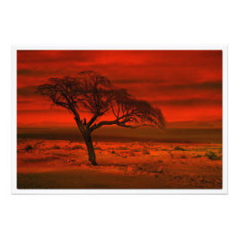 Alargamento de Fotografias