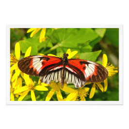 Alargamento de Fotografias