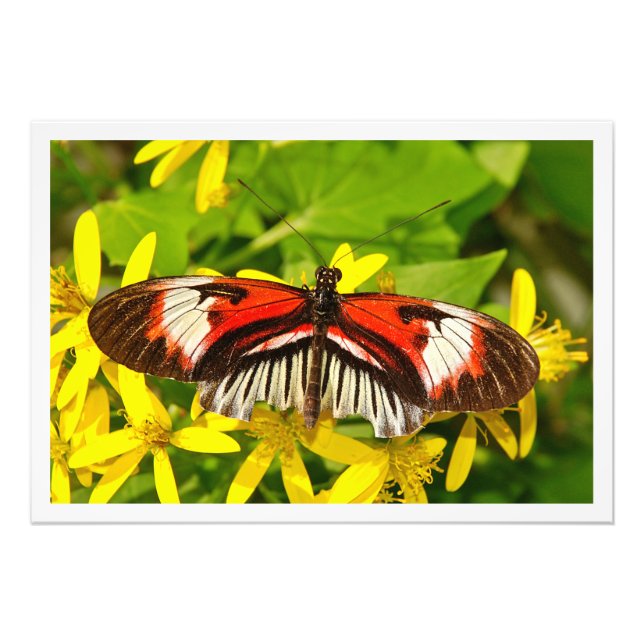 Alargamento de Fotografias (Frente)